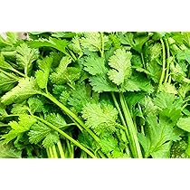 期間限定　パクチー　香菜　新鮮野菜　業務用　大量　卸し　4kg クール便 送料無料【朝市場直行】千葉県ほか コリアンダー パクチー（香菜