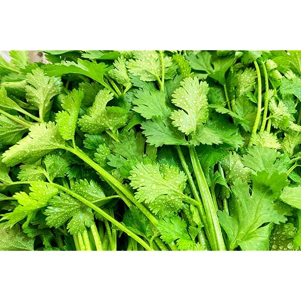 期間限定 パクチー 香菜 新鮮野菜 業務用 大量 卸し 10kg クール便