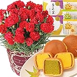 花のギフト社 母の日 花とスイーツ 花 鉢植え カーネーション 花鉢 プレゼント お菓子 スイーツ
