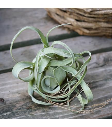 Amazon.co.jp: Frontier Plants 現品チランジア イオナンタ