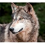 オオカミ HD(1440×1280) Wolves 2023: Kalender 2023 オオカミ HD(1440×1280) Wolves 2023: Kalender 2023