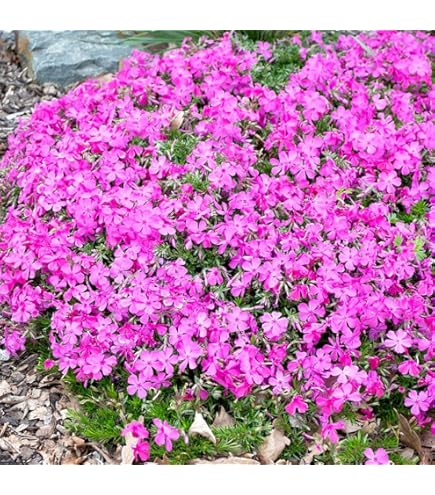 Amazon.co.jp: リシマキア苗 24個 3号ポット 品種ミックス 市場