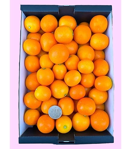 Amazon.co.jp: こん太きんかん (M〜4L) 5袋セット(約750g) 金柑