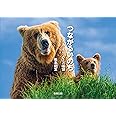 つながるいのち: うみ・もり・ひとの物語