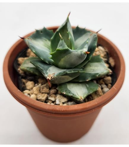 Amazon｜アガベ 笹の雪 氷山 白中斑 3.5号鉢つき｜観葉植物 オンライン通販