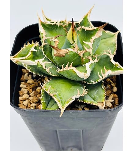 Amazon｜アガベ チタノタ 冰雹/Agave titanota 'Cheetah'/観葉植物