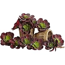 Amazon｜ほぼナチュラル 5インチ エケベリア 多肉植物 (12個セット