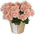 花のギフト社 リーガース ベコニア 花 ギフト 誕生日 プレゼント リーガースベゴニア 鉢植え 鉢花