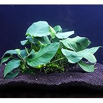 なかつ様確認用陰性水草 なかつ様確認用陰性水草