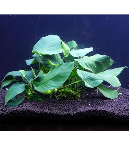 Amazon | ミクロソリウム プテロプス 3株 普通種 水上葉 輸入