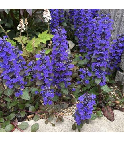 Amazon.co.jp: アジュガ：おまかせミックス2.5-3号ポット 4株セット