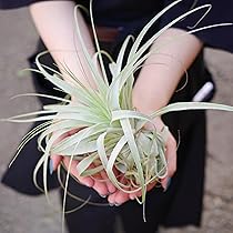 Amazon｜エアプランツ (特大2種類) おまかせセット チランジア エアー