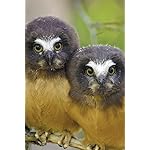 フクロウ iPhone(640×960)壁紙 Owls フクロウ iPhone(640×960)壁紙 Owls