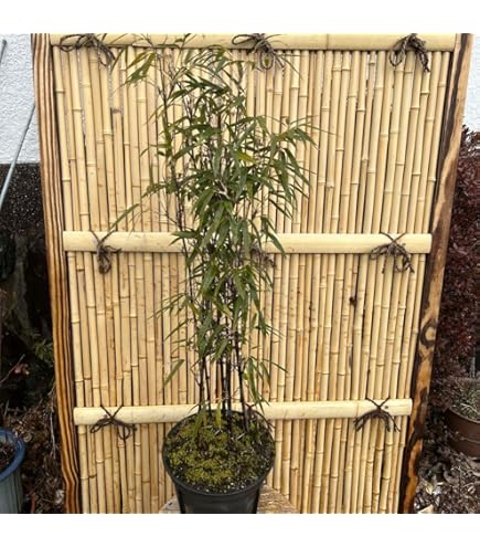 Amazon | 黒竹 180 クロチク くろたけ | 植木