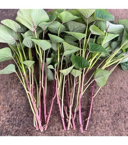 Amazon.co.jp: 紅あずま苗 20本 茨城県産 サツマイモ苗 さつまいも苗