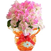 Limited 絵画 花 art ブーゲンビリア flower 美術品 母の日 Amazon.co.jp: 花のギフト社 母の日 花 鉢植え ブーゲンビリア