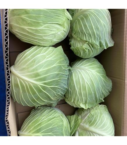 Amazon.co.jp: 【7月中旬発送開始】訳あり まぼろしの419キャベツ 4玉