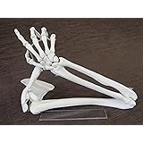 1/2サイズ高精度フレキシブル関節人体骨格模型 右腕