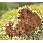 犬 HD(1440×1280) カレンダー2024 Dogs 犬 HD(1440×1280) カレンダー2024 Dogs