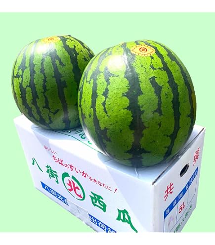 Amazon.co.jp: 毘沙門スイカ 4L 2玉 神奈川県三浦半島産 大玉スイカ