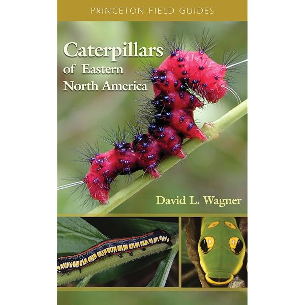 The Book of Caterpillars: A life-size guide to six hundred species