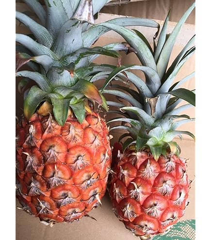 Amazon.co.jp: サンコープ 沖縄県産パインアップル 8枚輪切り 565g x