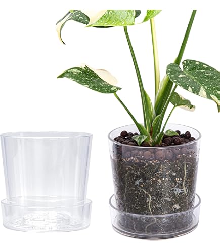 Amazon.co.jp: Baderke 4インチ ガラス植木鉢 ソーサー付き フラワー