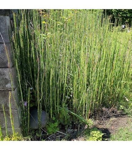 Amazon.co.jp: トクサの苗30本以上 : DIY・工具・ガーデン