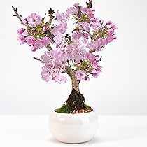 工芸盆栽（赤、ピンク、白、黄色） Amazon | 盆栽妙 桜盆栽白玉鉢 4号 桜 さくら サクラ 花