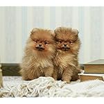 犬 QHD(1080×960) いぬのきもち大判カレンダー2024 犬 QHD(1080×960) いぬのきもち大判カレンダー2024