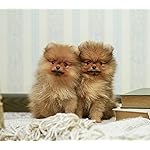 犬 HD(1440×1280) いぬのきもち大判カレンダー2024 犬 HD(1440×1280) いぬのきもち大判カレンダー2024