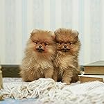 犬 iPad壁紙 いぬのきもち大判カレンダー2024 犬 iPad壁紙 いぬのきもち大判カレンダー2024