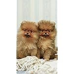 犬 iPhone SE/8/7/6s(750×1334)壁紙 いぬのきもち大判カレンダー2024 犬 iPhone SE/8/7/6s(750×1334)壁紙 いぬのきもち大判カレンダー2024