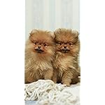 犬 iPhoneSE/5s/5c/5 壁紙 視差効果 いぬのきもち大判カレンダー2024 犬 iPhoneSE/5s/5c/5 壁紙 視差効果 いぬのきもち大判カレンダー2024