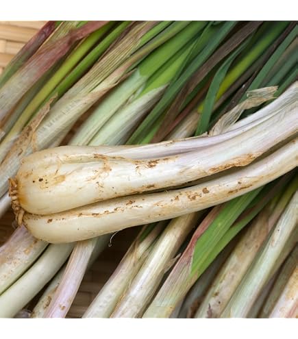 Amazon.co.jp: 【宮崎県産】泥つきらっきょう 大きさおまかせ 約5kg