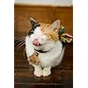 猫 Iphone 640 960 壁紙 岩合光昭 見上げる その他 スマホ用画像 猫 Iphone 640 960 壁紙 岩合光昭 見上げる その他 スマホ用画像