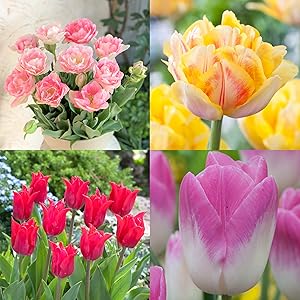 はなみどり 2020NEW!フラワーバルブオブザイヤー受賞品種 チューリップ球根詰合せ 4種20球 (各5球)