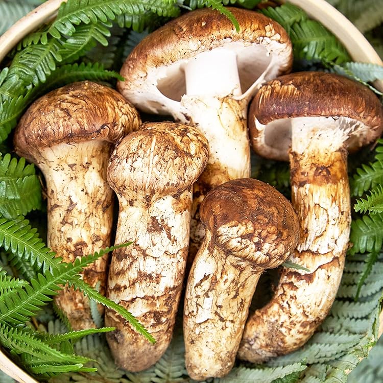 新鮮マツタケ Yahoo!オークション - 岩手県産 マツタケ 本日採取 新鮮 国産