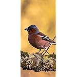 鳥 iPhone 15,14,13,12,11,X 壁紙(1125x2436) Birds in our Garden 2023: Kalender 鳥 iPhone 15,14,13,12,11,X 壁紙(1125x2436) Birds in our Garden 2023: Kalender