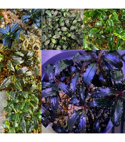 Amazon.co.jp: ブセファランドラ ラマンダウ Bucephalandra sp