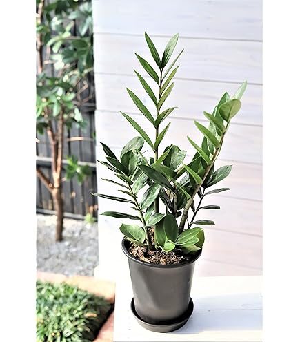 Amazon｜おしゃれ 観葉植物：金銭樹 ザミオクルカス レイヴン*5号