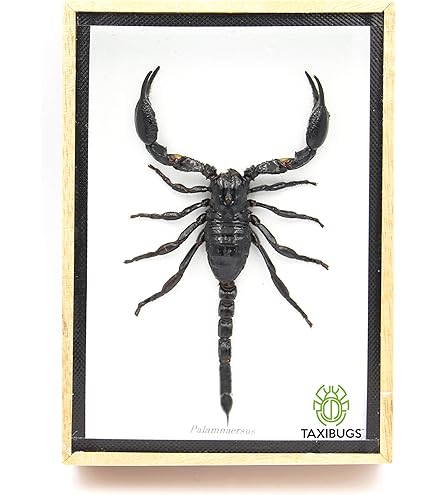 Amazon.co.jp: 本物の巨大鳥を食べる ユーリペイマ スピンクルス