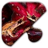 Jigsaw Puzzles Free Game - Chapter 24