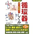 運動・からだ図解 循環器のしくみ
