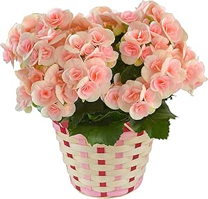 Amazon 花のギフト社 リーガースの花 リーガースベゴニア ベコニアの花 リーガース ベコニア 鉢植え 鉢花 観葉植物 オンライン通販