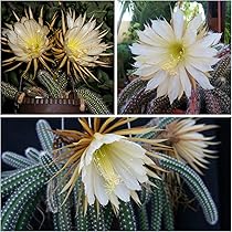 81kfZ1xOz2L._AC_UL210_SR210,