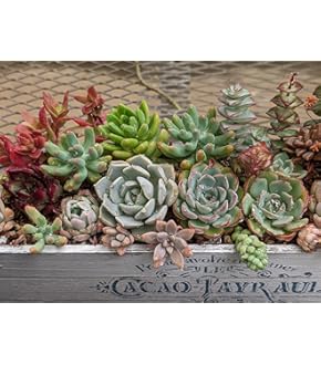 Amazon.co.jp: 華みやび 多肉植物 3種 3cm前後 小サイズ3種 MIX