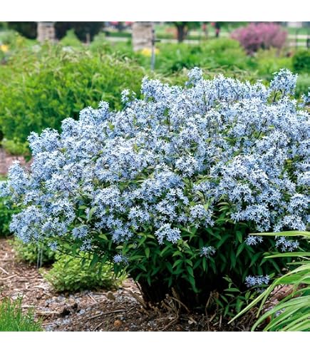 Amazon.co.jp: ランタナの花の苗 3苗 No.39 七変化 : DIY・工具・ガーデン