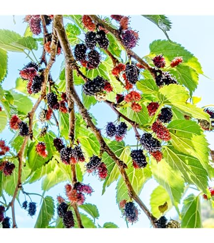 マルベリー シャルロットリュス 実付 大株 果樹苗木 果樹苗 果実苗木