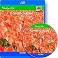 4Kカメラ映像【HealingBlueLヒーリングブルーL】 花園1〈動画約40分〉[Blu-ray]